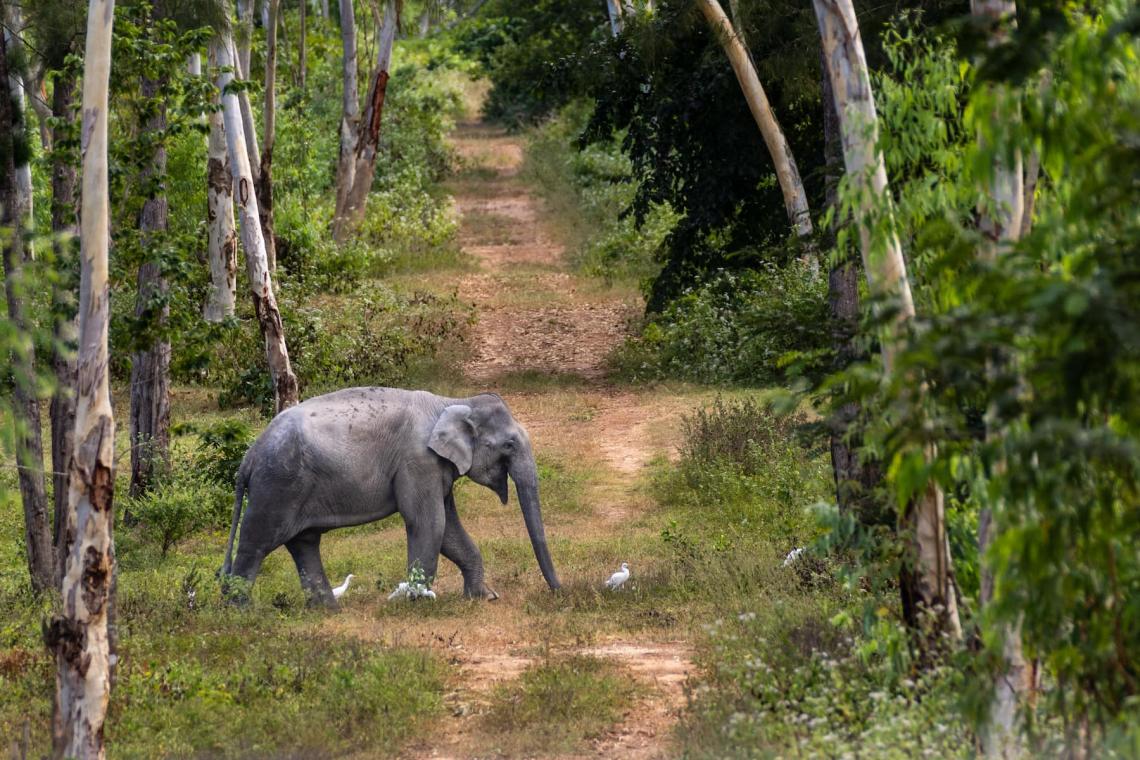 The Pineapple and the Pachyderm: How a Thai Community is Turning Conflict into Coexistence